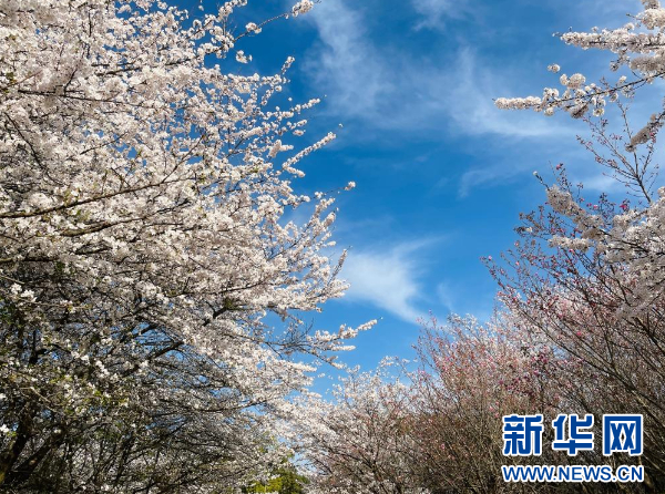 在华留学生领略樱花海里的诗画中国