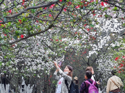 （转载）赏花骑行“打野”研学…… 成都排名全国踏青游热门城市第一