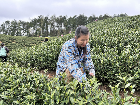 贵州瓮安：茶园吐新芽 春茶迎来“第一采”_fororder_当地村民到茶山务工（雷鸿 摄）