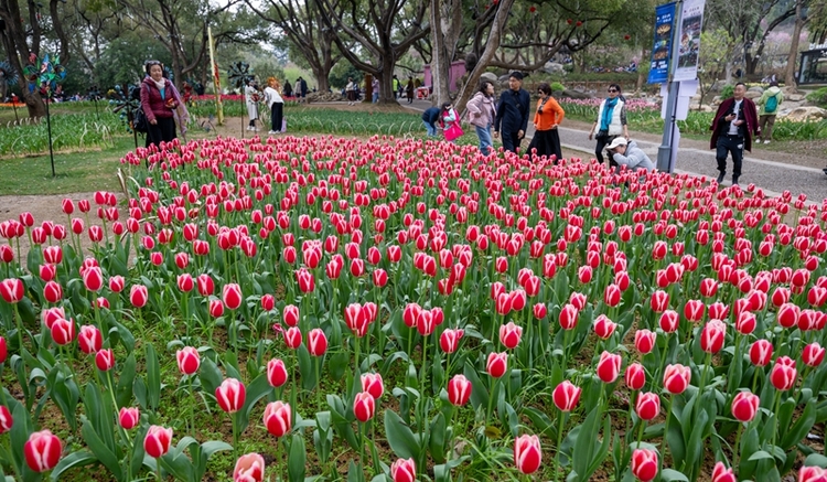 无锡梅园景区：梅园郁金香花开