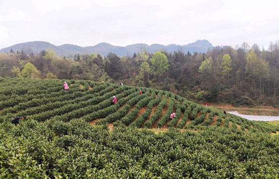 （供稿）贵州瓮安：茶园吐新芽 春茶迎来“第一采”_fororder_瓮安县天文镇乌江村茶园基地（雷鸿 摄）