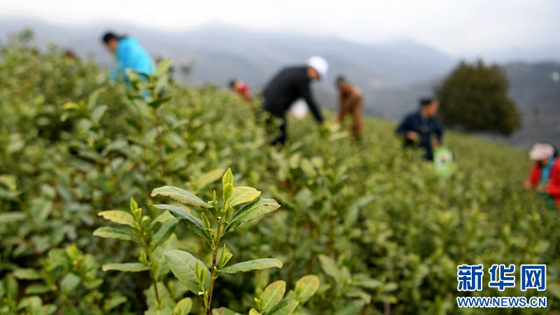 湖北保康：明前茶飘香 茶农采摘忙