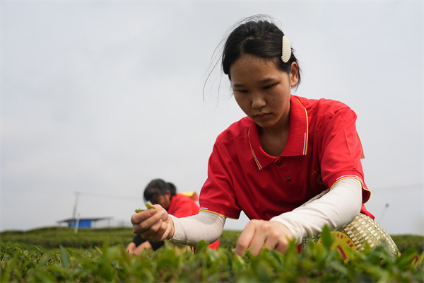 春日采茶忙 兴业又闻早茶香_fororder_图片2