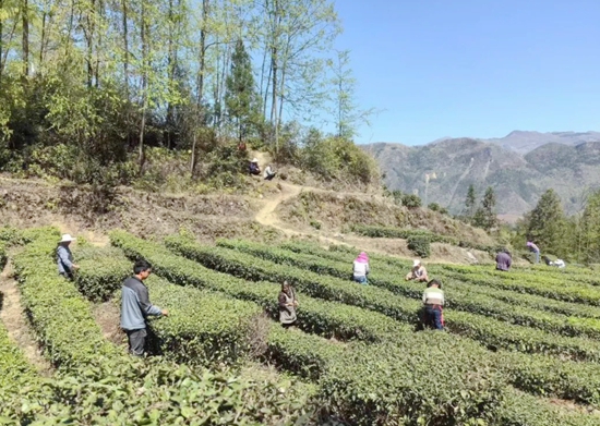 贵州水城：上春山 采春茶 茶韵飘香促增收_fororder_640 (1)