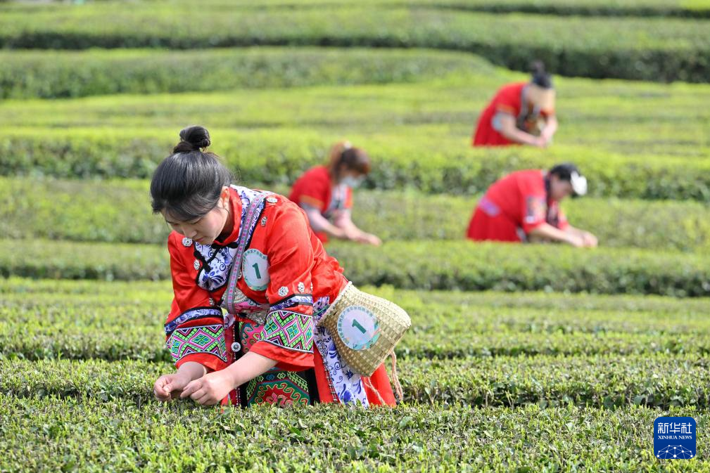 茶园景区赛采茶