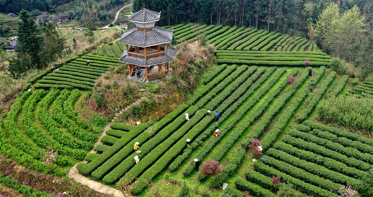 广西龙胜：茶农抢采明前茶_fororder_3月28日，在广西桂林市龙胜各族自治县平等镇昌背村，茶农在茶园里采摘春茶（无人机照片）。 (4).JPG