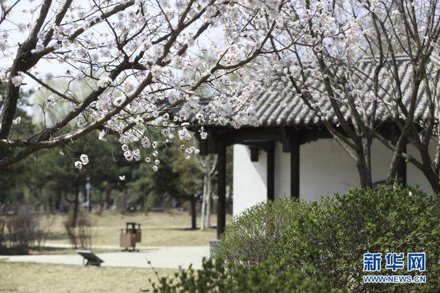 吉林大学杏花绽放香漫校园 引众学子赏花欢唱