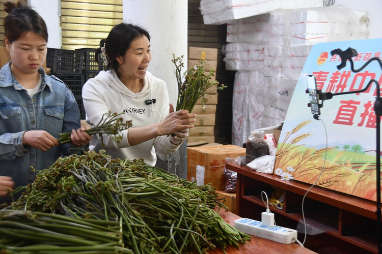 湖南新邵为野菜走向市民餐桌插上“电商翅膀”_fororder_图片3