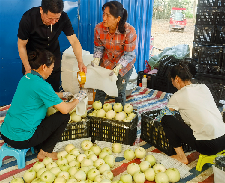 广西龙州：香瓜上市采摘忙，香甜产业促振兴_fororder_图片5