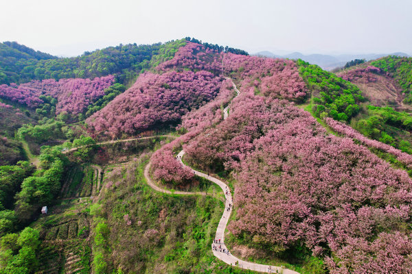 【原创】信阳市商城县：春季思乡谷绽放“花经济”_fororder_微信图片_20240401155738