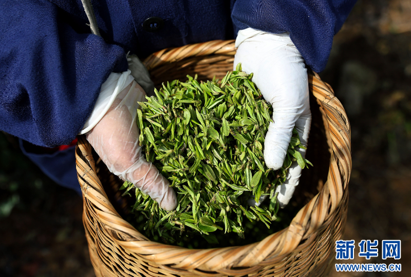 江苏句容：春茶采摘忙