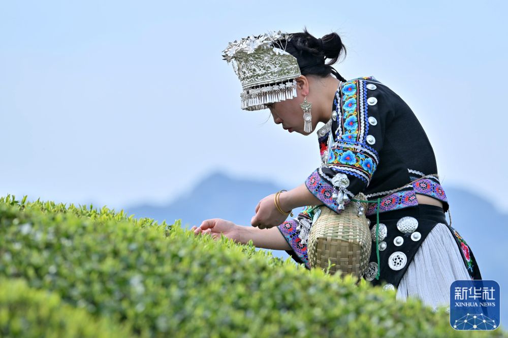 茶园景区赛采茶