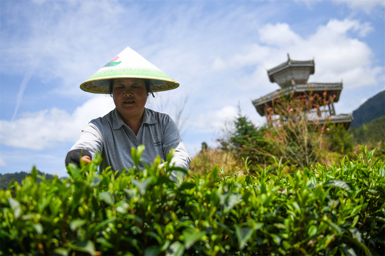 广西龙胜：茶农抢采明前茶_fororder_3月28日，在广西桂林市龙胜各族自治县平等镇昌背村，茶农在茶园里采摘春茶。 (1).JPG