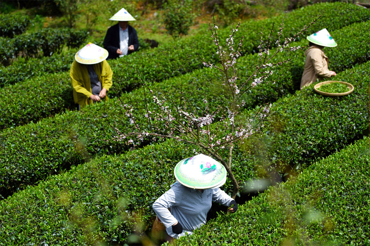 广西龙胜：茶农抢采明前茶_fororder_3月28日，在广西桂林市龙胜各族自治县平等镇昌背村，茶农在茶园里采摘春茶。 (2).JPG