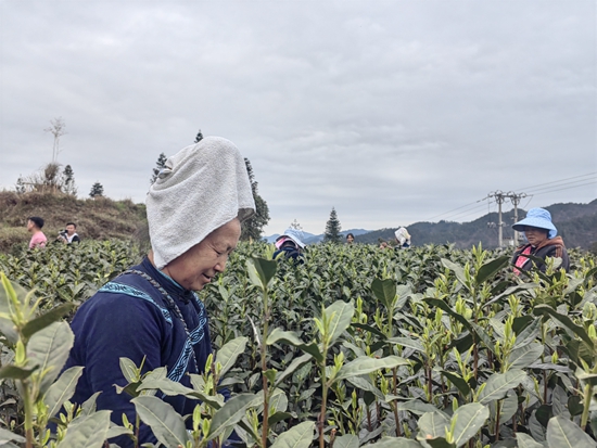 贵州雷山：多措并举助推春茶收购工作_fororder_图为3月29日雷山县干河沟茶场春茶采摘的场景