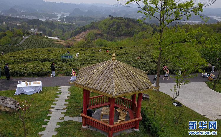 贵阳：美景茶香引客来