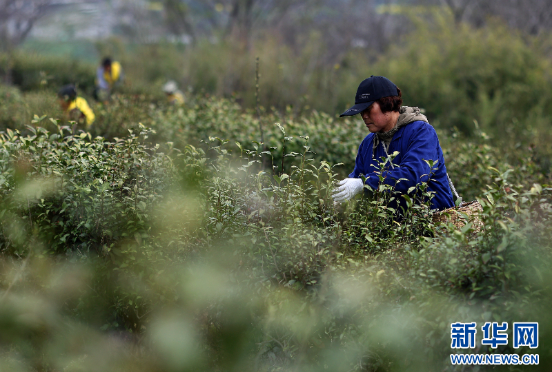 江苏句容：春茶采摘忙