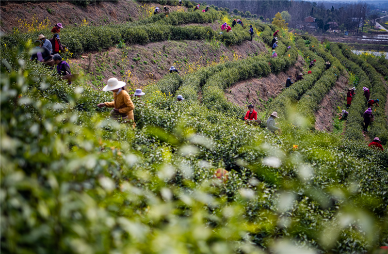 信阳市光山县：春茶吐绿好风景_fororder_采茶