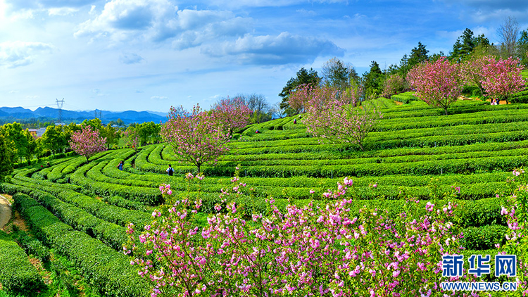 重庆秀山：樱花茶园迎来最美时节