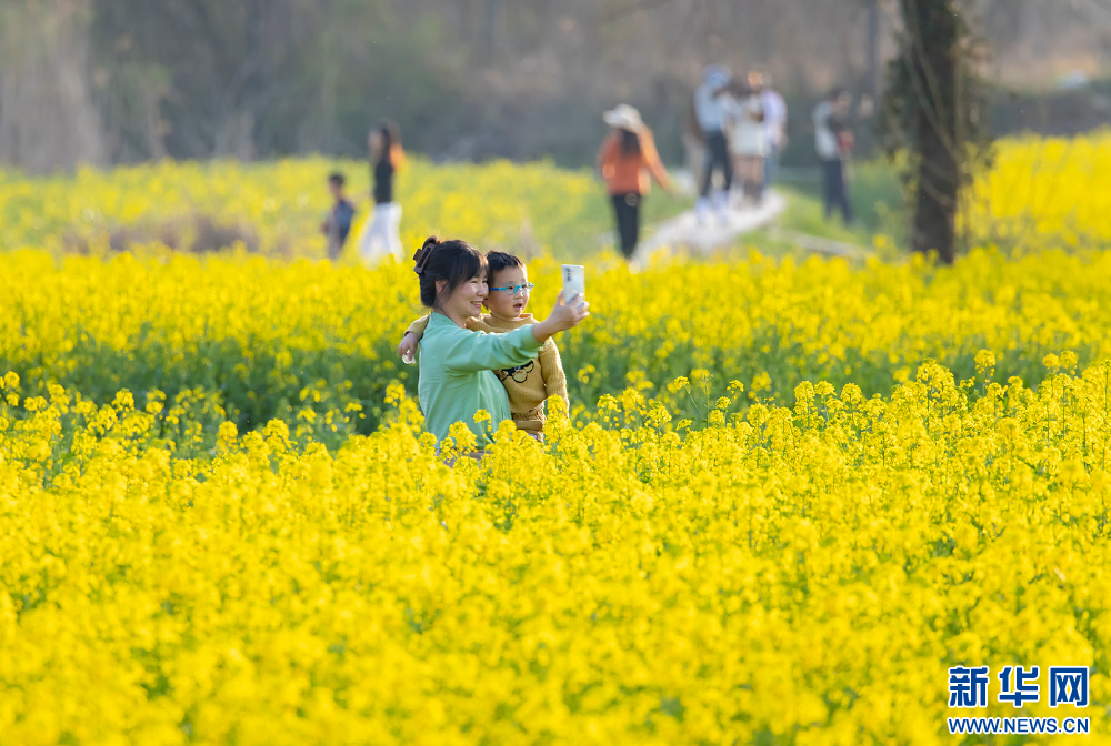 南京江宁：油菜花开 春意盎然