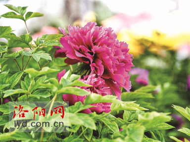 Appreciate Peonies in Luoyang_fororder_图片1