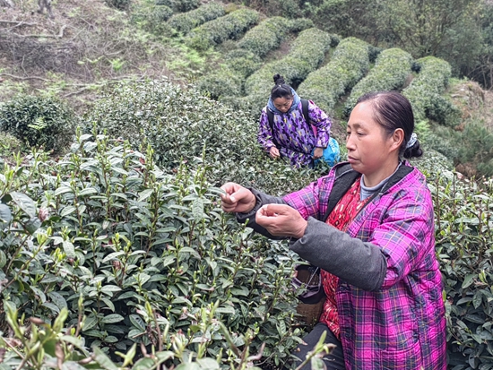 贵州都匀：雪芽吐绿泛茶香 茶农抢“鲜”采茶忙_fororder_IMG_20240326_160254