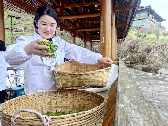 贵州雷山：多措并举助推春茶收购工作_fororder_图为3月29日雷山县干河沟茶场收购点收购人员正在把收购来的茶青放入篮的场景