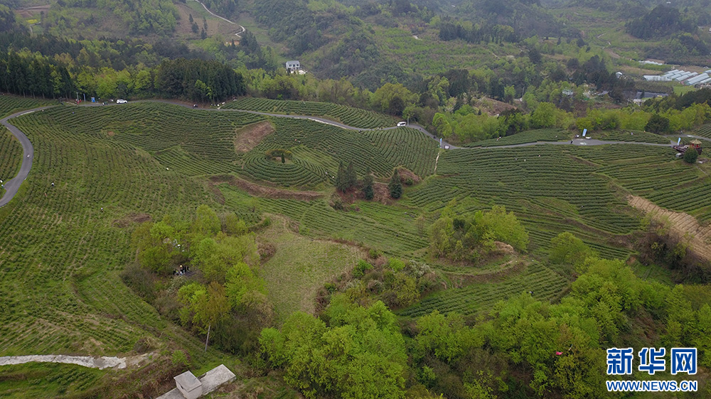 贵阳：美景茶香引客来