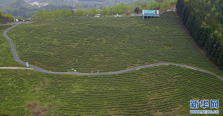 贵阳：美景茶香引客来