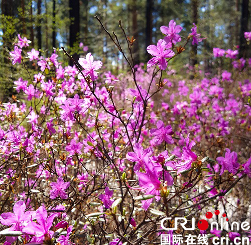 【黑龙江】中国·漠河首届杜鹃花节七大主题活动即将精彩呈现