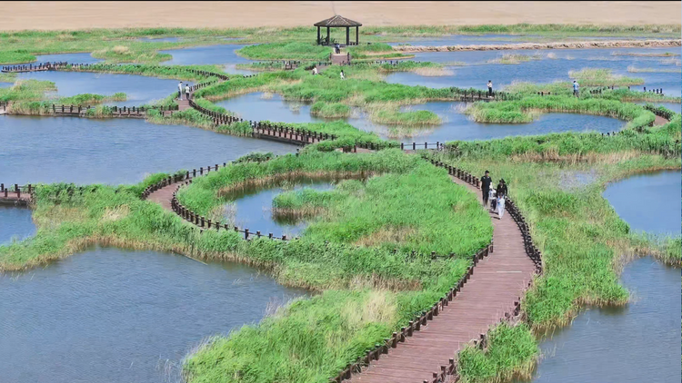 五一假期南大港湿地迎来旅游热潮_fororder_图片 4