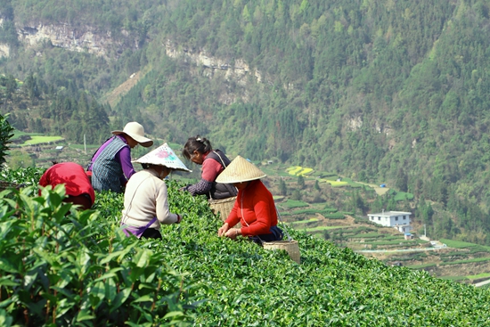 贵州独山：提升产业绿“值” 老“茶乡”飘出新“茶香”_fororder_20240321152721-Z3Pi6h-