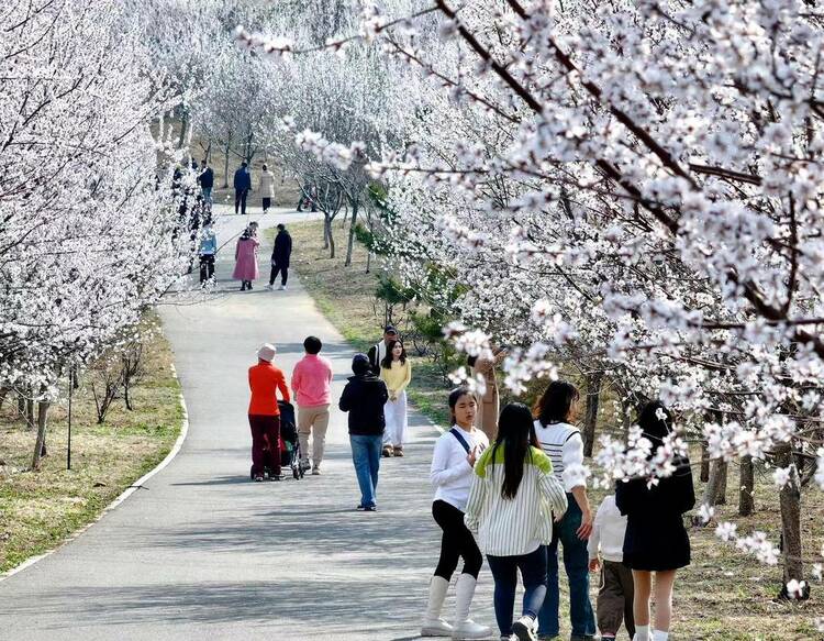 大连：林花皆似锦，尽是看花人