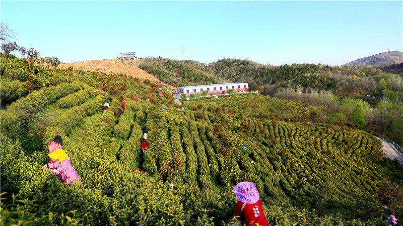 信阳市商城县：黄金茶园采茶忙_fororder_茶农们忙碌的身影穿梭在茶园中 王先军 摄