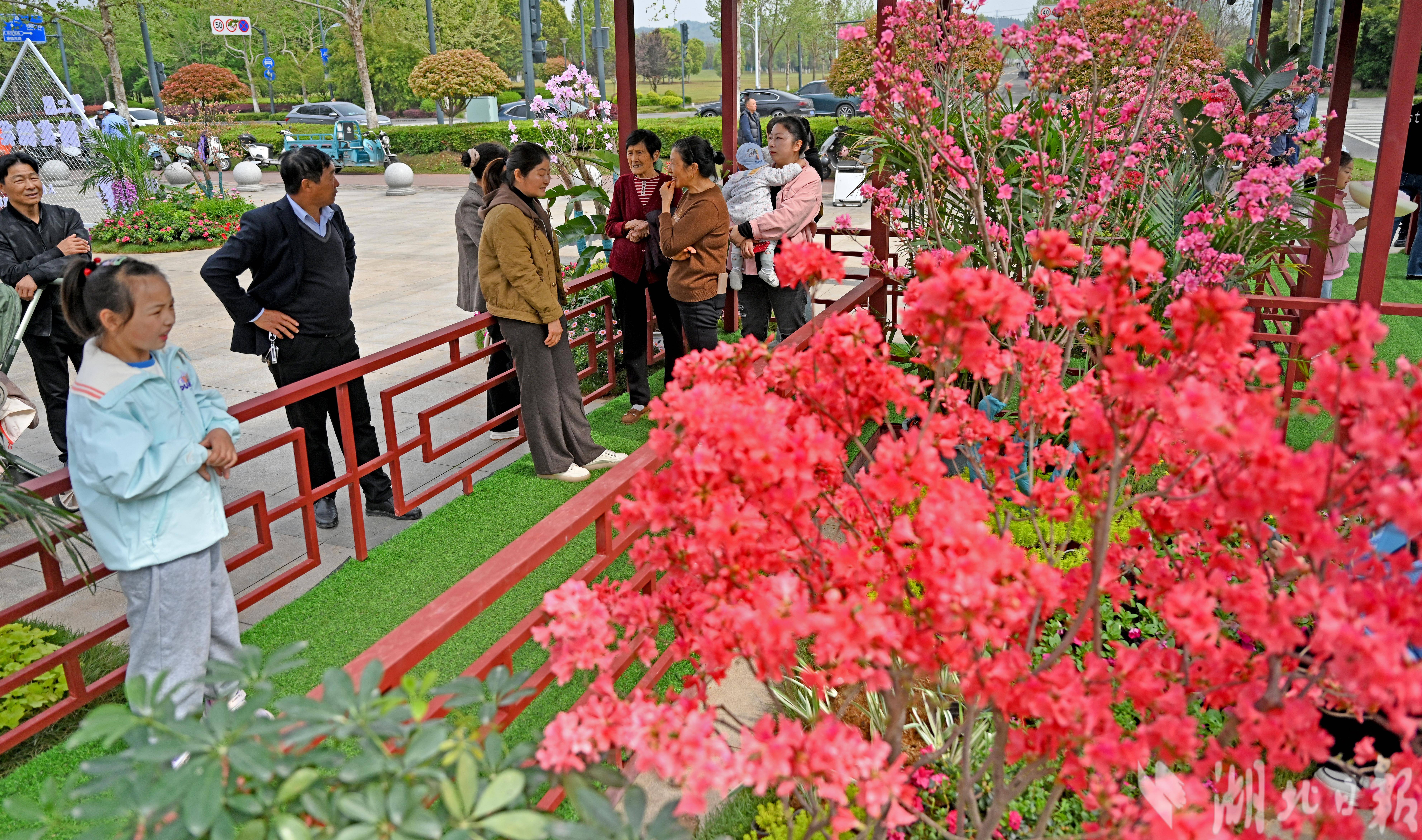 宜昌湿地公园办起名贵杜鹃花展