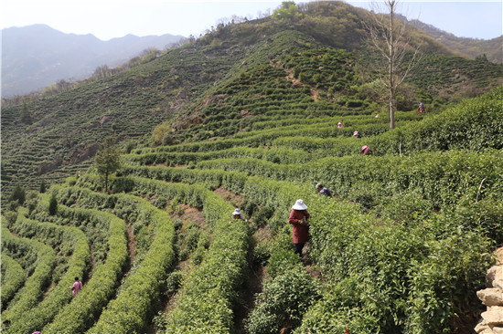 信阳市商城县：高山茶全面开采上市_fororder_茶农正在东奇山茶叶专业合作社的茶园里采茶 洪兰 摄.JPG