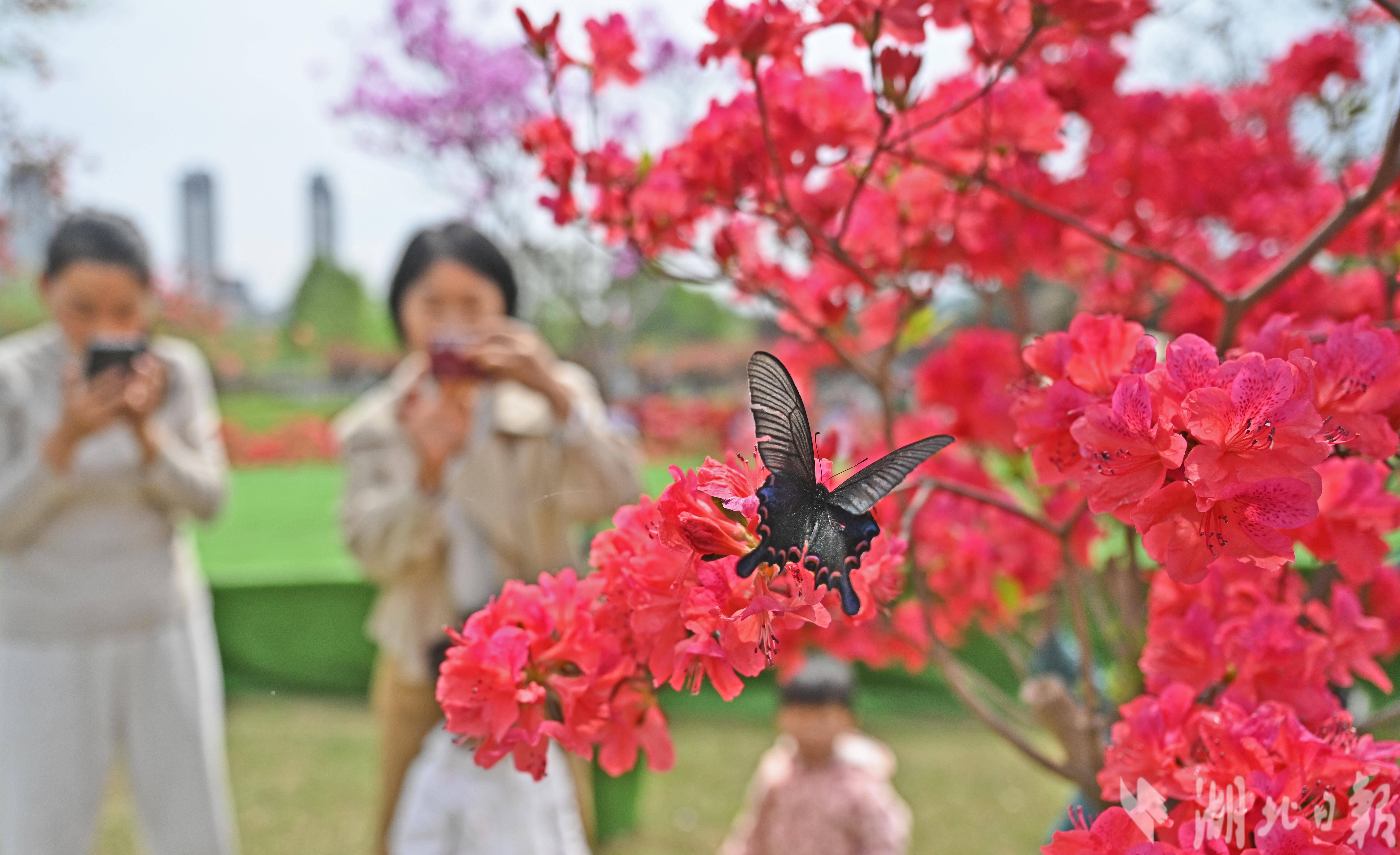 宜昌湿地公园办起名贵杜鹃花展