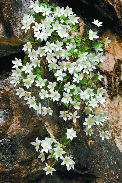 北京门头沟峭壁现珍稀铁线莲群