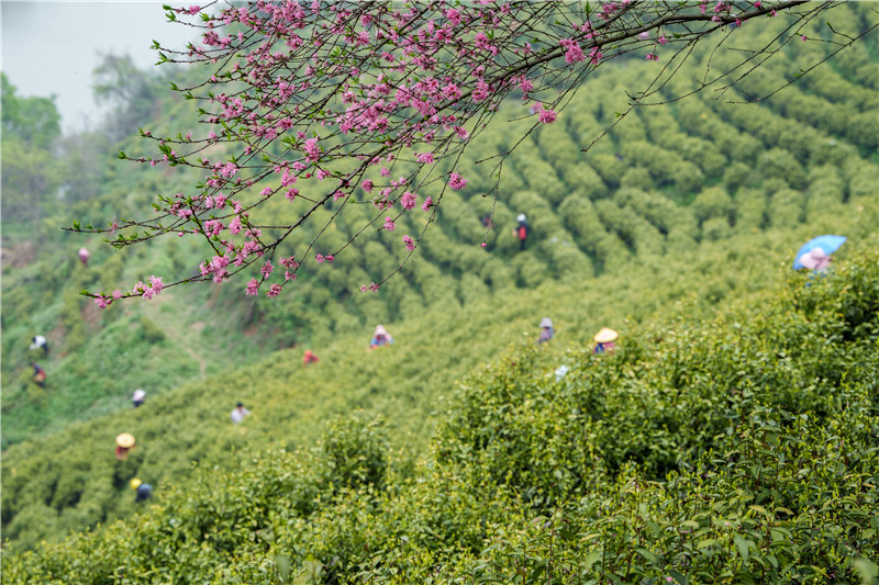 信阳市商城县：黄金茶园采茶忙_fororder_春日的茶山呈现出一派欣欣向荣的景象 张玉雪 摄