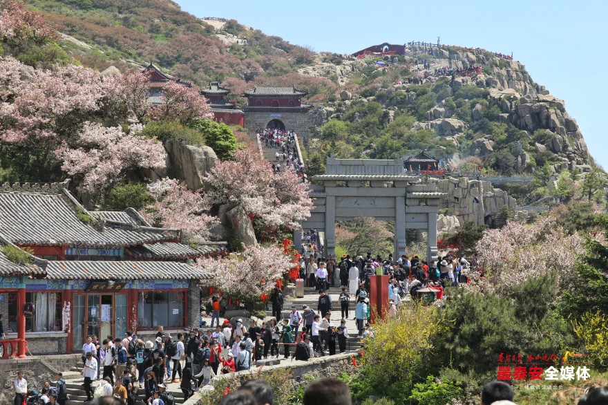 泰山之巅海棠花开映日红