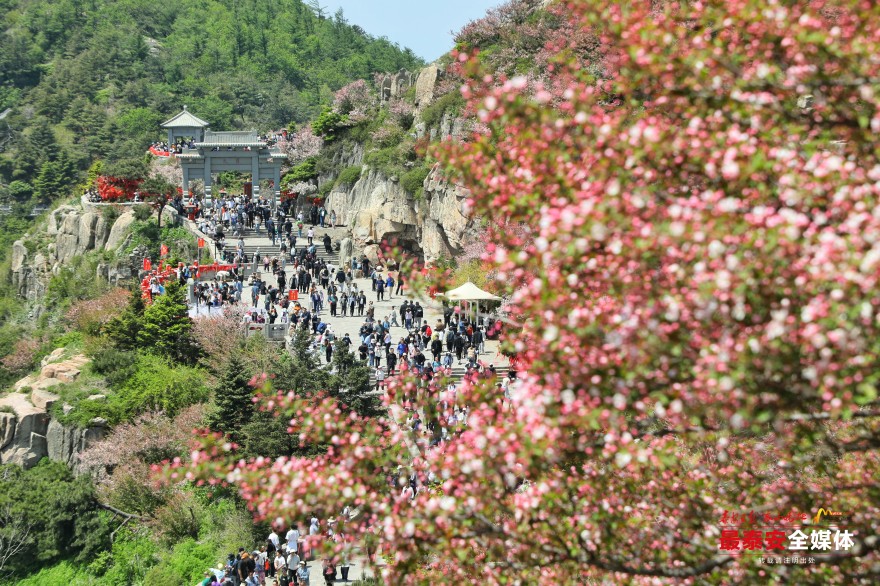 泰山之巅海棠花开映日红