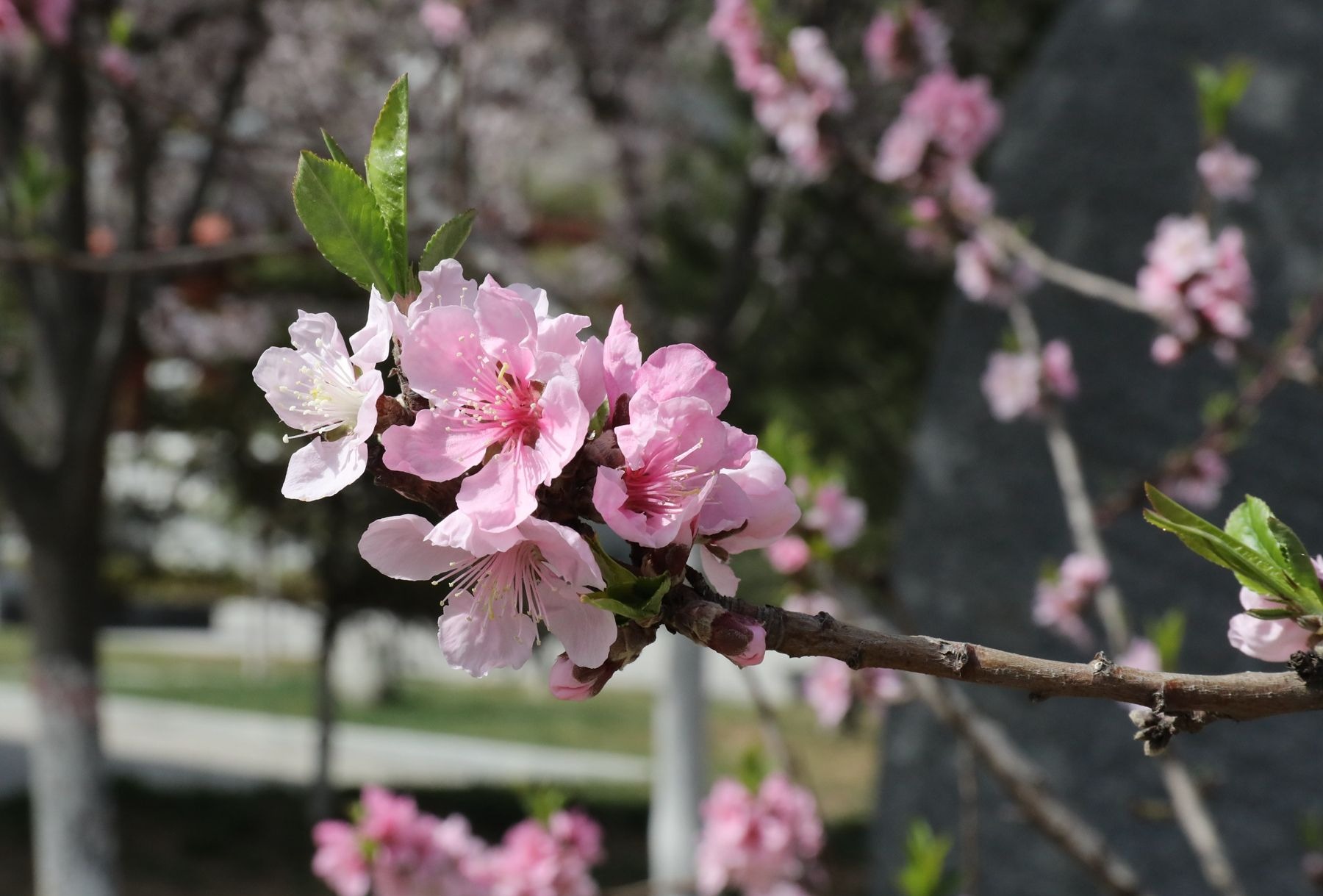 甘肃天水甘谷：花开似锦春意浓 踏青赏花正当时_fororder_a7a2802cff6c4a47b33533ed9ee8efca