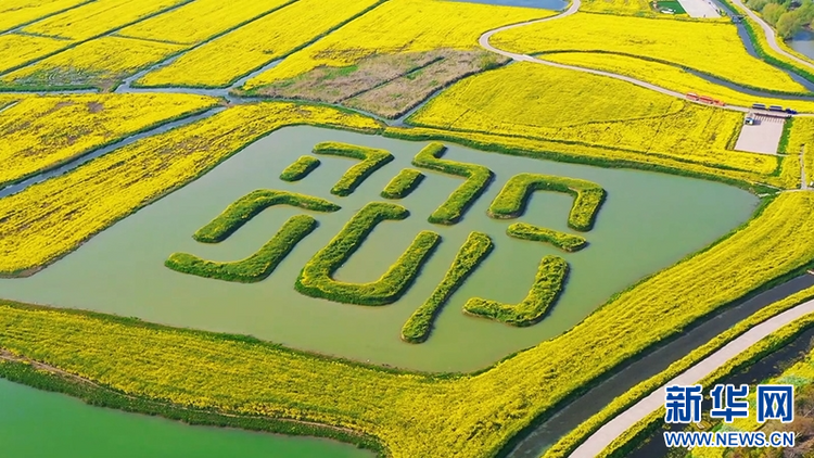 江苏高邮：邂逅高邮湖畔的金色花海