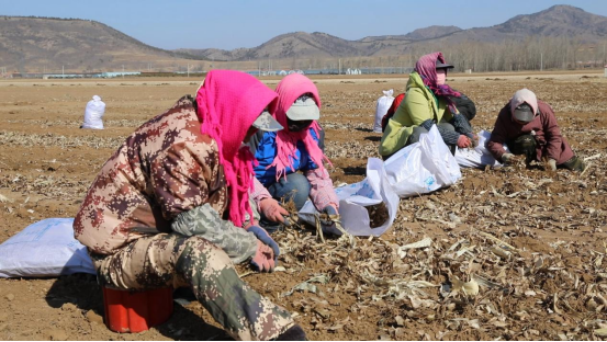 河北平泉：苍术秧苗起收忙 中药材种植富民增收_fororder_河北平泉：苍术秧苗起收忙 中药材种植富民增收394