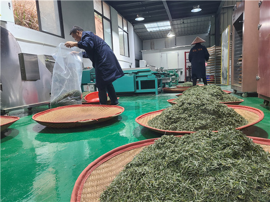 信阳市商城县：高山茶全面开采上市_fororder_已制作好的茶叶   王成 摄