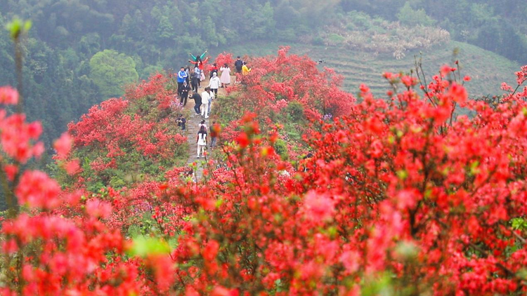 广西灵川：杜鹃花开映山红_fororder_图片4