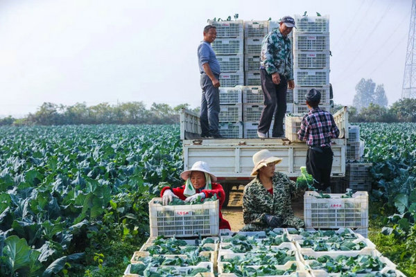 信阳市光山县孙铁铺镇：产业兴农 “蔬”写振兴篇章_fororder_1