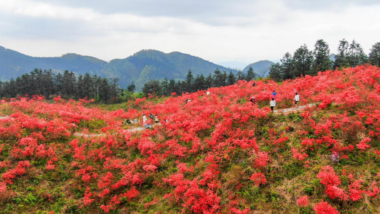 广西灵川：杜鹃花开映山红_fororder_图片1