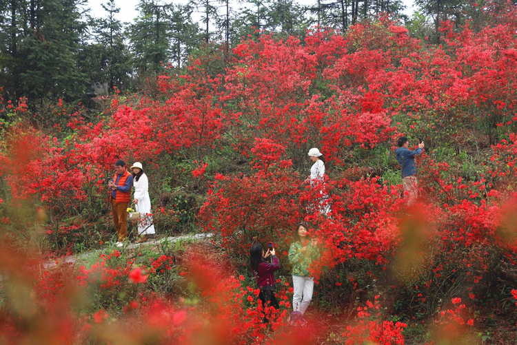 广西灵川：杜鹃花开映山红_fororder_图片3