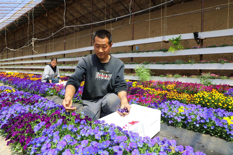 河北平泉：餐饰花卉采收忙 农民致富道路宽_fororder_图片 3